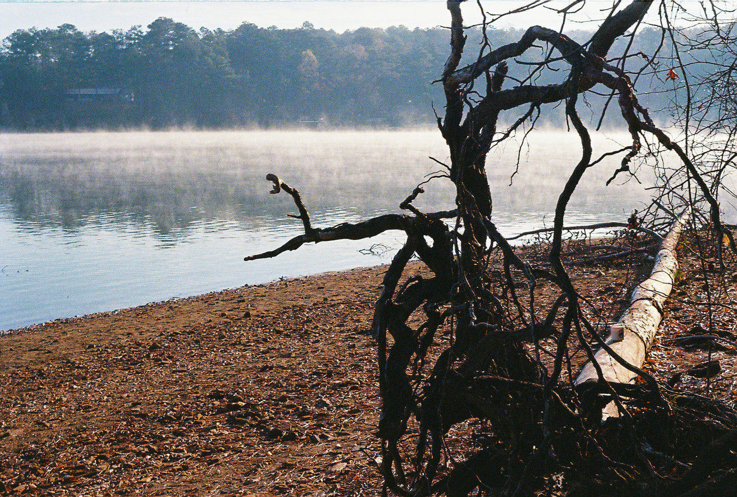 Fallen Tree Lake Allatoona Fog Print