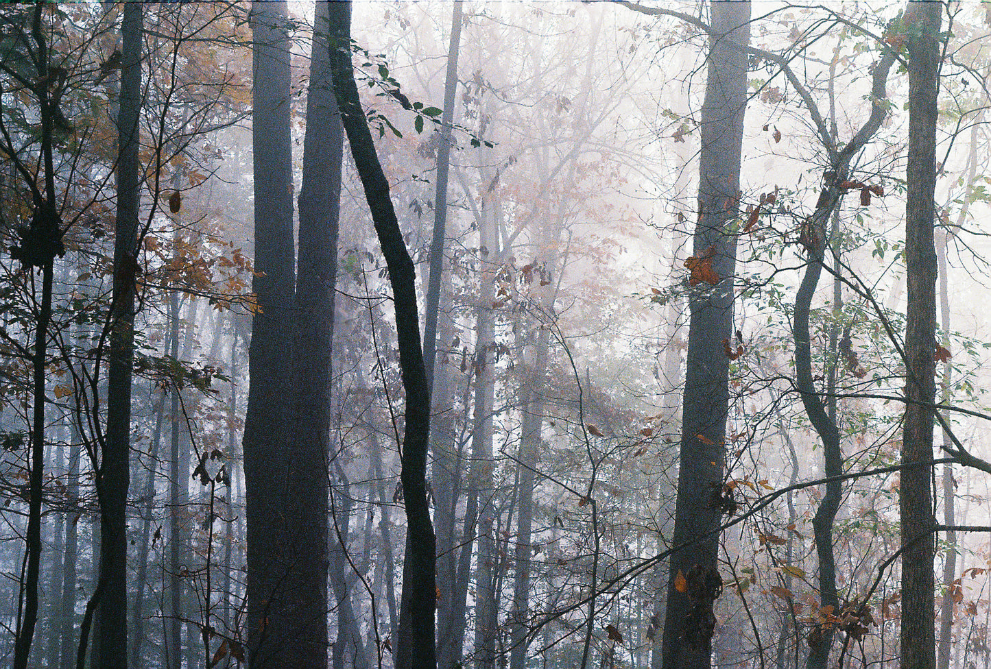 Foggy Forest in Georgia